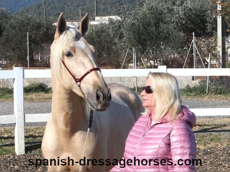 PRE Étalon 3 Ans 165 cm Palomino in Barcelona