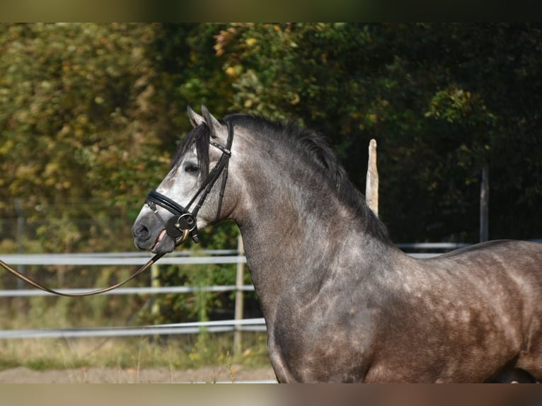 PRE Étalon 3 Ans 165 cm Rouan bleu in Bussum