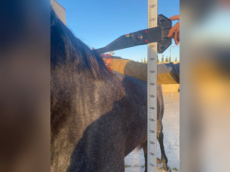 PRE Étalon 3 Ans 166 cm Gris in Palma de Mallorca