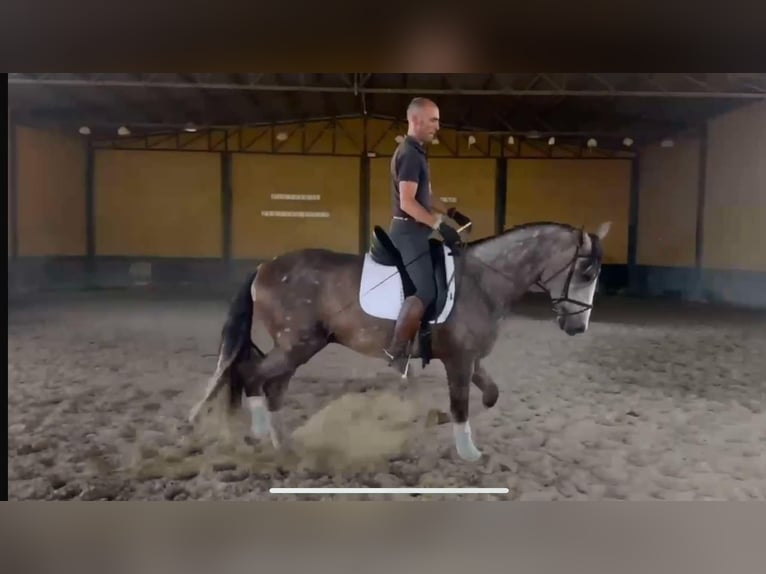 PRE Croisé Étalon 3 Ans 166 cm Gris in Galaroza