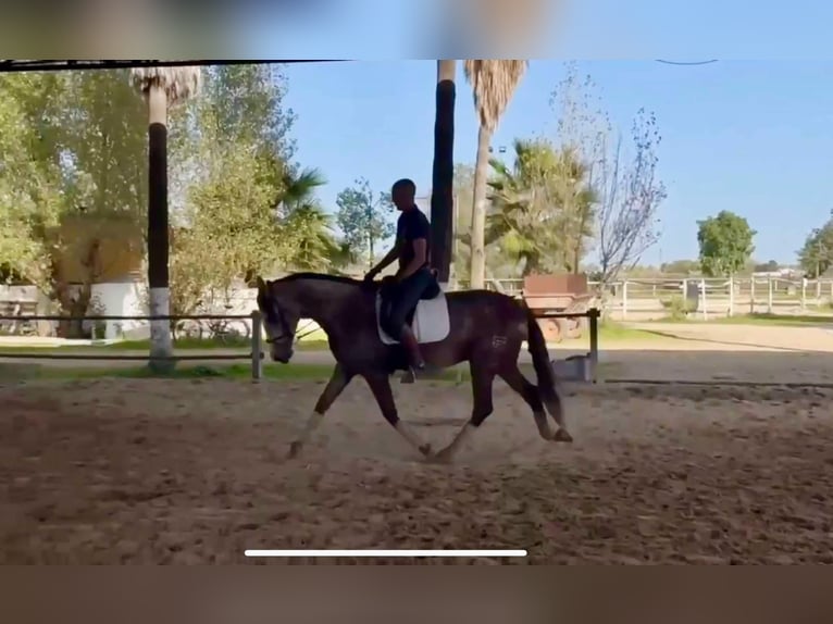 PRE Croisé Étalon 3 Ans 166 cm Gris in Galaroza