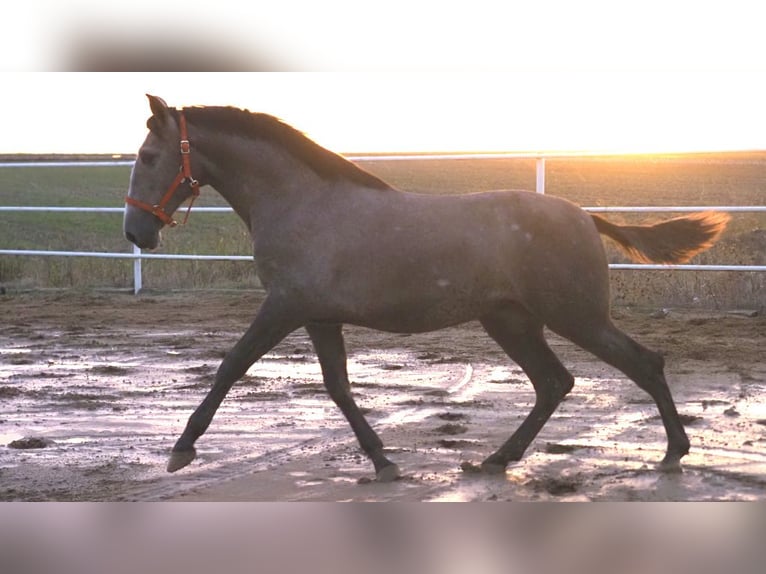 PRE Croisé Étalon 3 Ans 166 cm Gris in NAVAS DEL MADRONO