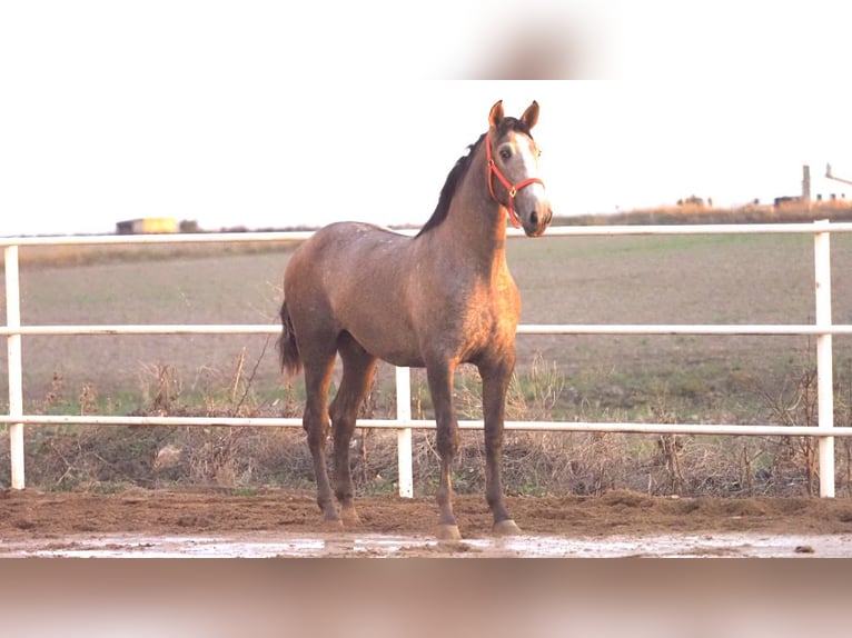 PRE Croisé Étalon 3 Ans 166 cm Gris in NAVAS DEL MADRONO