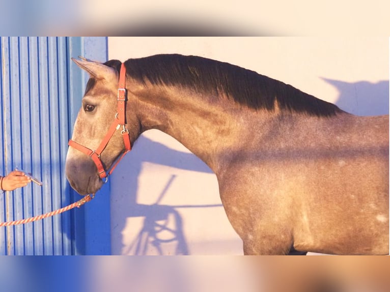 PRE Croisé Étalon 3 Ans 166 cm Gris in NAVAS DEL MADRONO