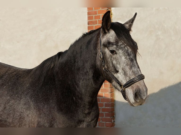 PRE Croisé Étalon 3 Ans 166 cm Gris noir in Teldau