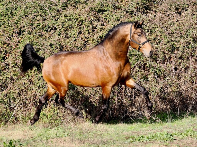 PRE Croisé Étalon 3 Ans 166 cm Isabelle in Navas Del Madroño