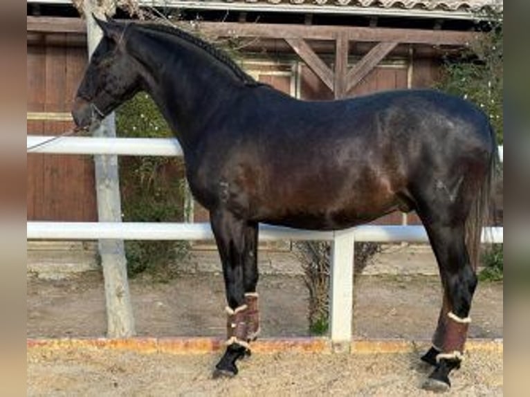 PRE Croisé Étalon 3 Ans 166 cm Noir in Malaga