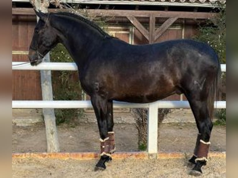 PRE Croisé Étalon 3 Ans 166 cm Noir in Malaga