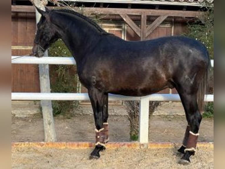 PRE Croisé Étalon 3 Ans 166 cm Noir in Malaga