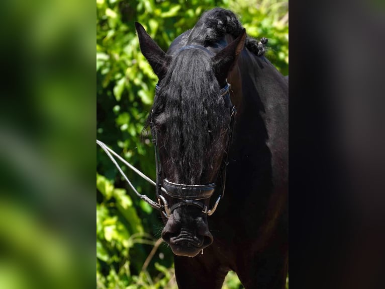 PRE Étalon 3 Ans 166 cm Noir in Cordoba