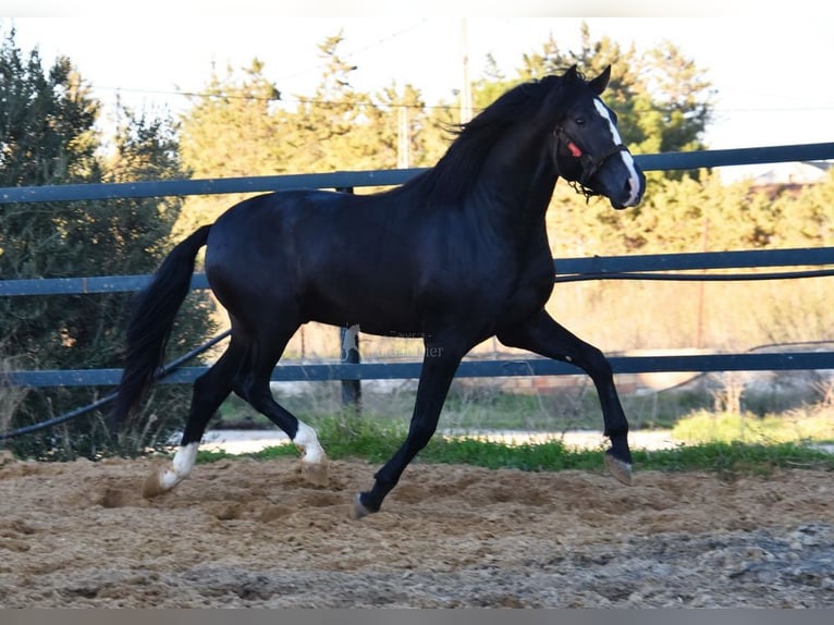 PRE Croisé Étalon 3 Ans 166 cm Noir in Provinz Malaga