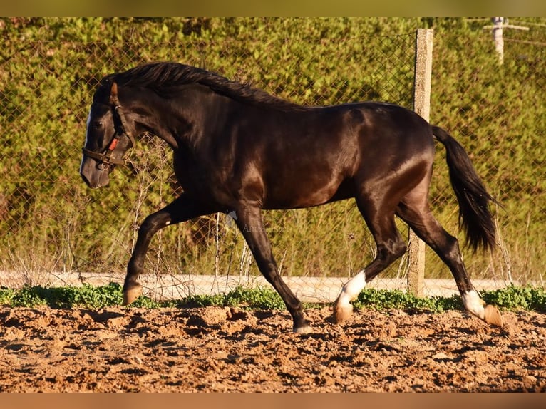 PRE Croisé Étalon 3 Ans 166 cm Noir in Provinz Malaga