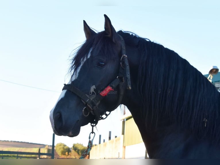 PRE Croisé Étalon 3 Ans 166 cm Noir in Provinz Malaga