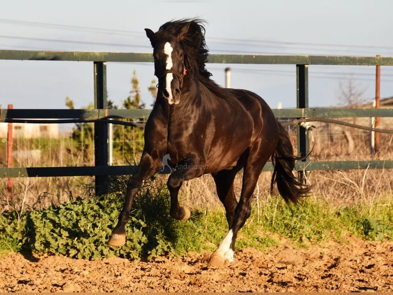 PRE Croisé Étalon 3 Ans 166 cm Noir in Provinz Malaga