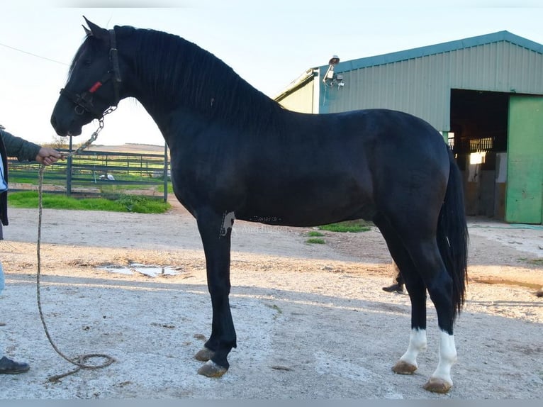 PRE Croisé Étalon 3 Ans 166 cm Noir in Provinz Malaga