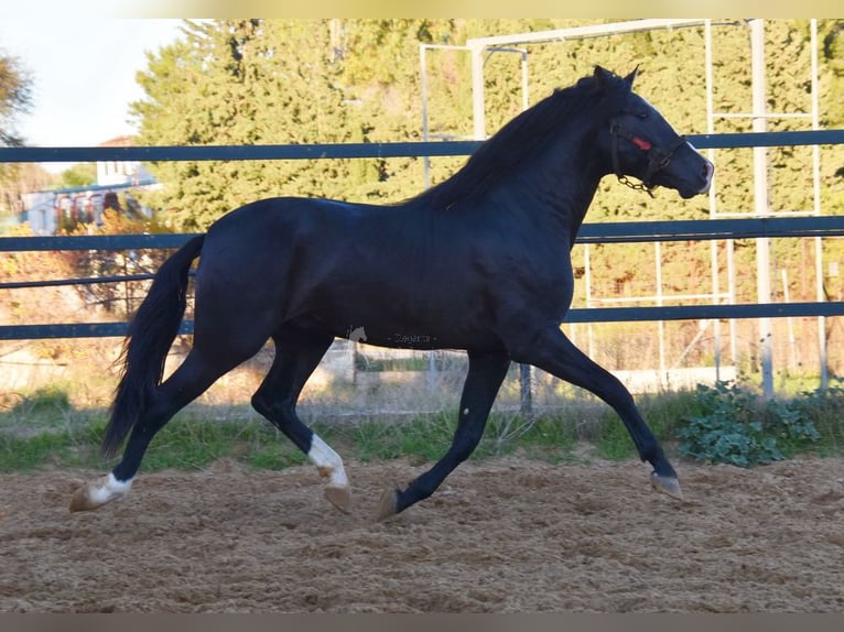 PRE Croisé Étalon 3 Ans 166 cm Noir in Provinz Malaga