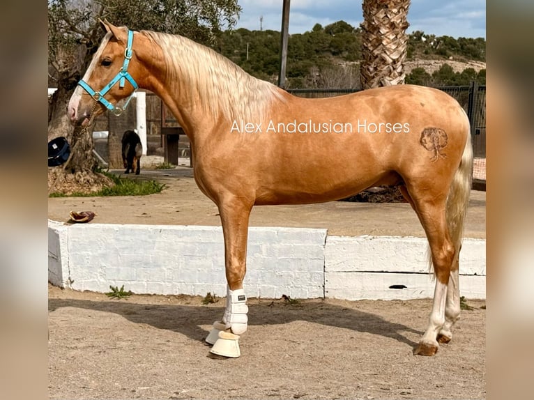 PRE Croisé Étalon 3 Ans 166 cm Palomino in Sevilla