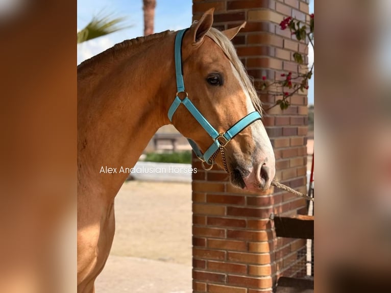 PRE Croisé Étalon 3 Ans 166 cm Palomino in Sevilla