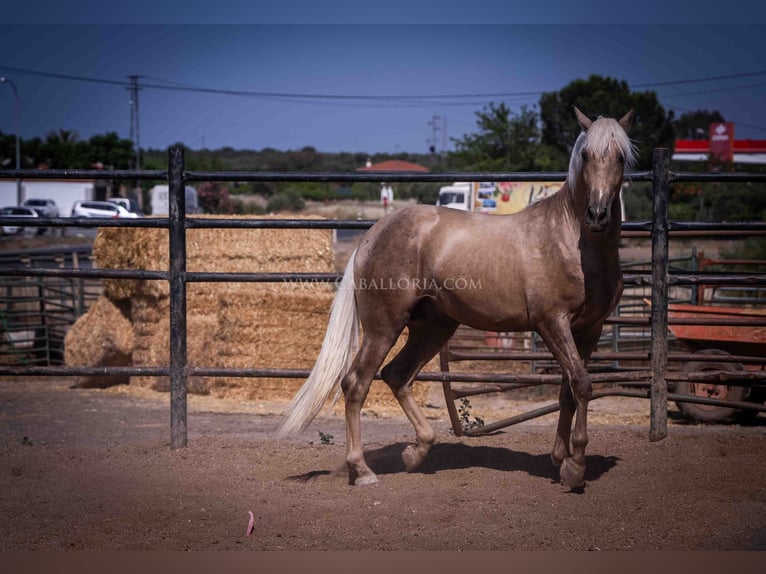 PRE Étalon 3 Ans 166 cm Palomino in Rafelguaraf