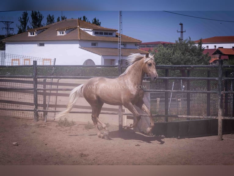 PRE Étalon 3 Ans 166 cm Palomino in Rafelguaraf