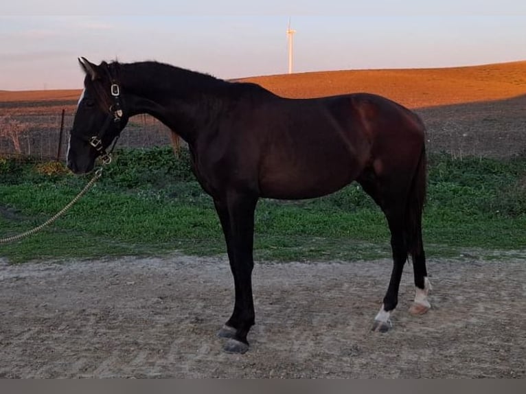 PRE Étalon 3 Ans 167 cm Bai brun foncé in Jerez de la Frontera