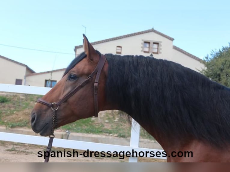 PRE Croisé Étalon 3 Ans 167 cm Bai in Barcelona