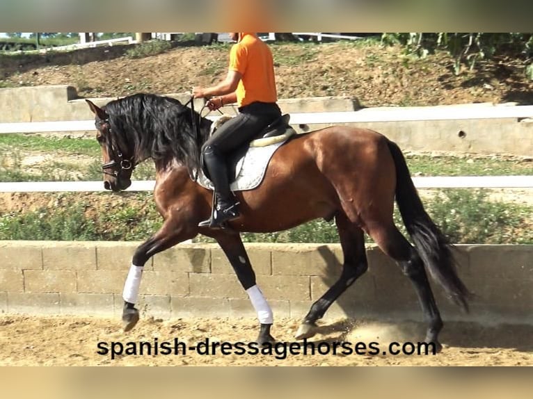 PRE Croisé Étalon 3 Ans 167 cm Bai in Barcelona