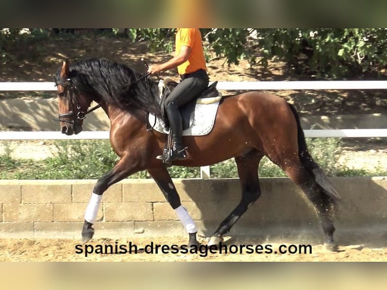 PRE Croisé Étalon 3 Ans 167 cm Bai in Barcelona