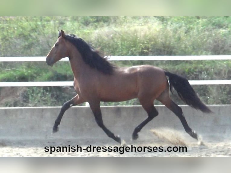 PRE Croisé Étalon 3 Ans 167 cm Bai in Barcelona