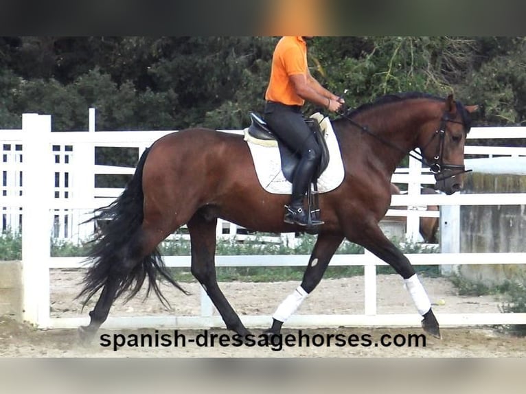 PRE Croisé Étalon 3 Ans 167 cm Bai in Barcelona