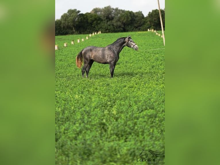 PRE Croisé Étalon 3 Ans 167 cm Gris in Mallorca