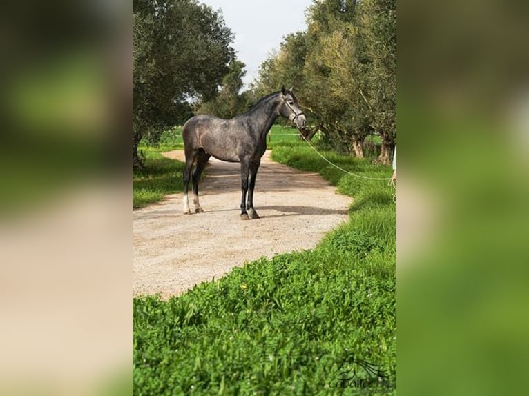 PRE Croisé Étalon 3 Ans 167 cm Gris in Mallorca