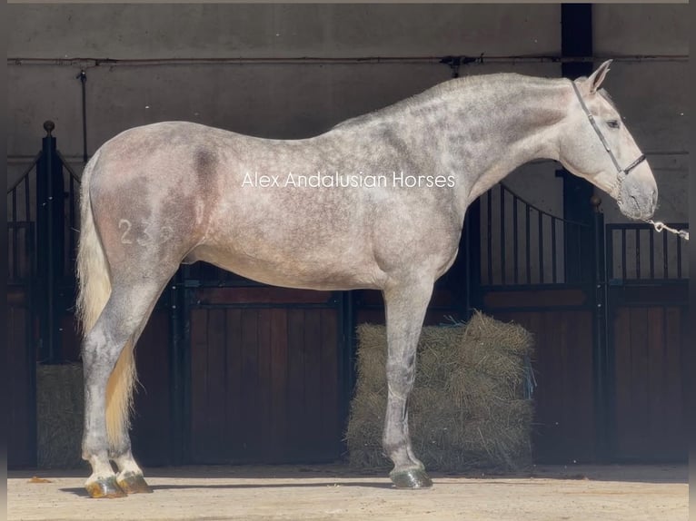 PRE Croisé Étalon 3 Ans 167 cm Gris in Sevilla