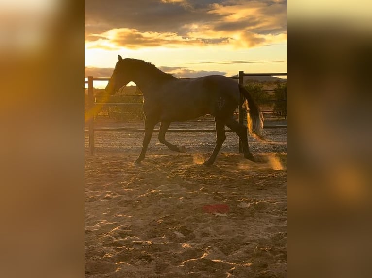 PRE Croisé Étalon 3 Ans 167 cm Gris in Huelva