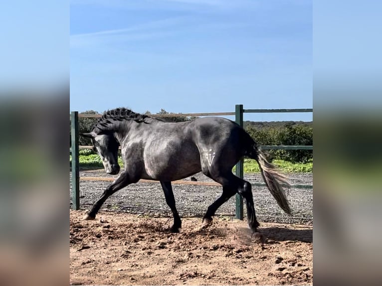 PRE Croisé Étalon 3 Ans 167 cm Gris in Huelva