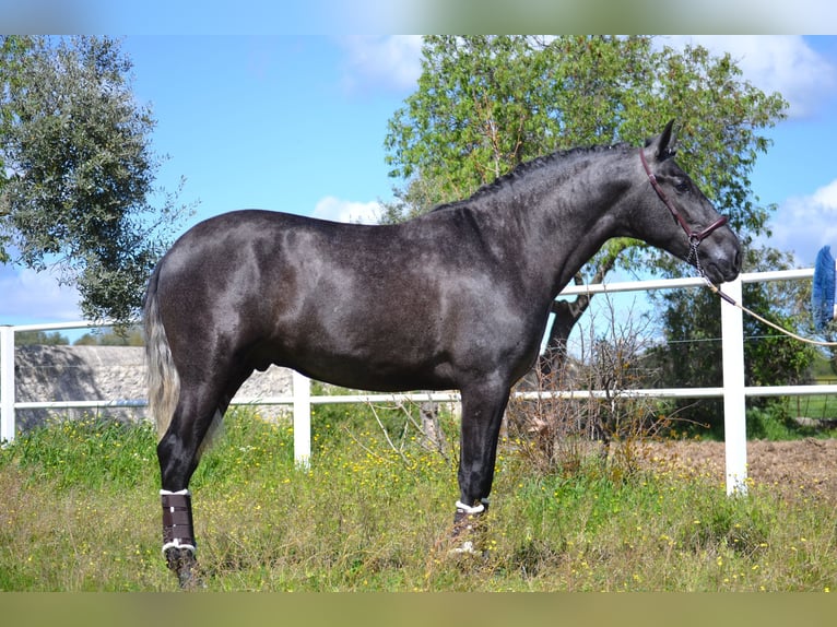 PRE Étalon 3 Ans 167 cm Gris in El Tiemblo