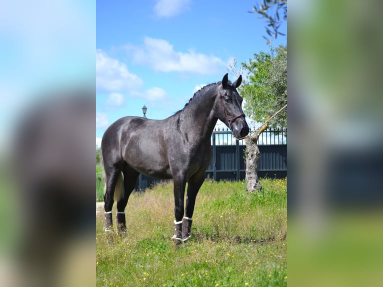 PRE Étalon 3 Ans 167 cm Gris in El Tiemblo