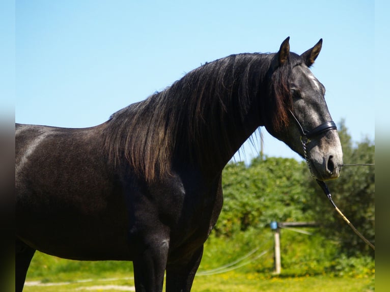 PRE Étalon 3 Ans 167 cm Gris noir in Sant Julia De Boada