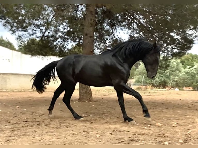 PRE Étalon 3 Ans 167 cm Noir in Sagunto