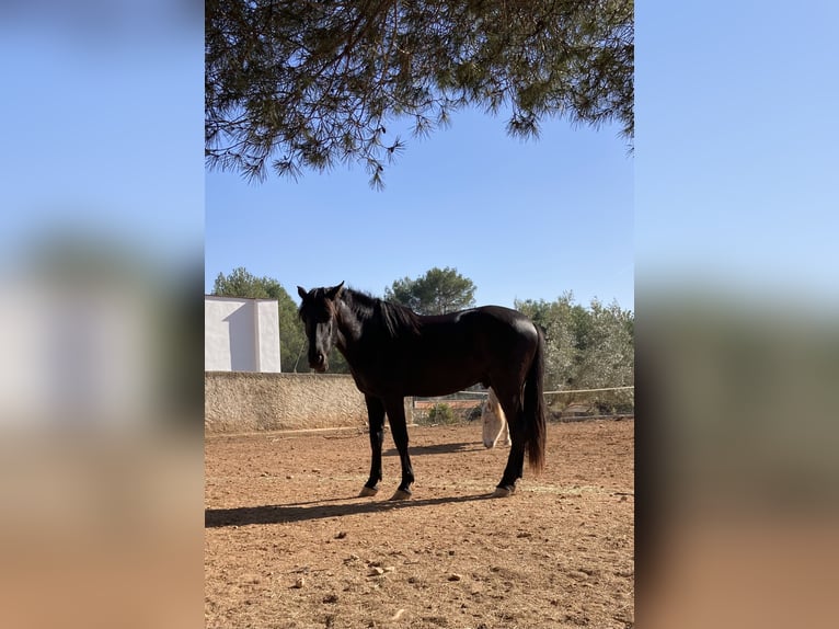 PRE Étalon 3 Ans 167 cm Noir in Sagunto