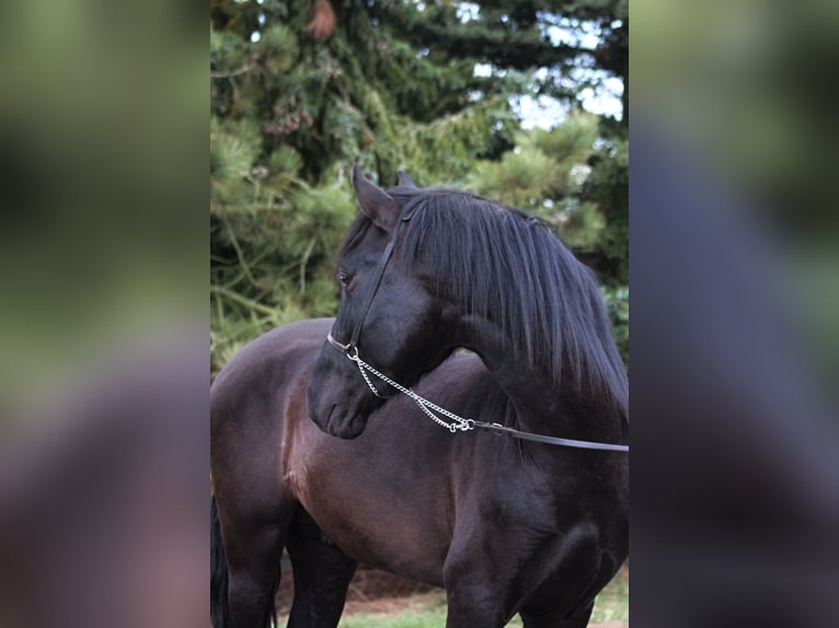 PRE Étalon 3 Ans 167 cm Noir in Santok
