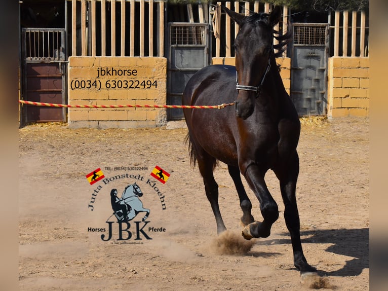 PRE Croisé Étalon 3 Ans 167 cm Noir in Tabernas Almeria