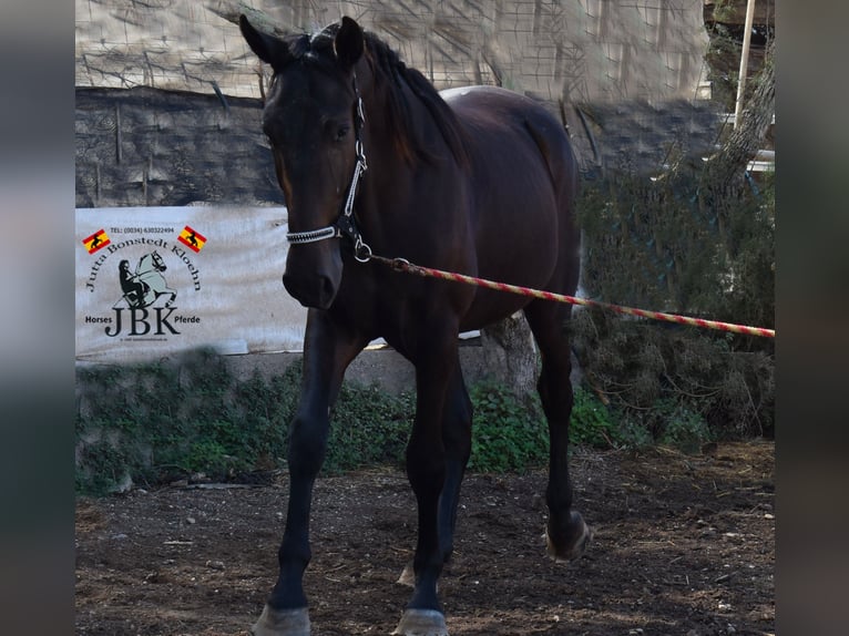 PRE Croisé Étalon 3 Ans 167 cm Noir in Tabernas Almeria