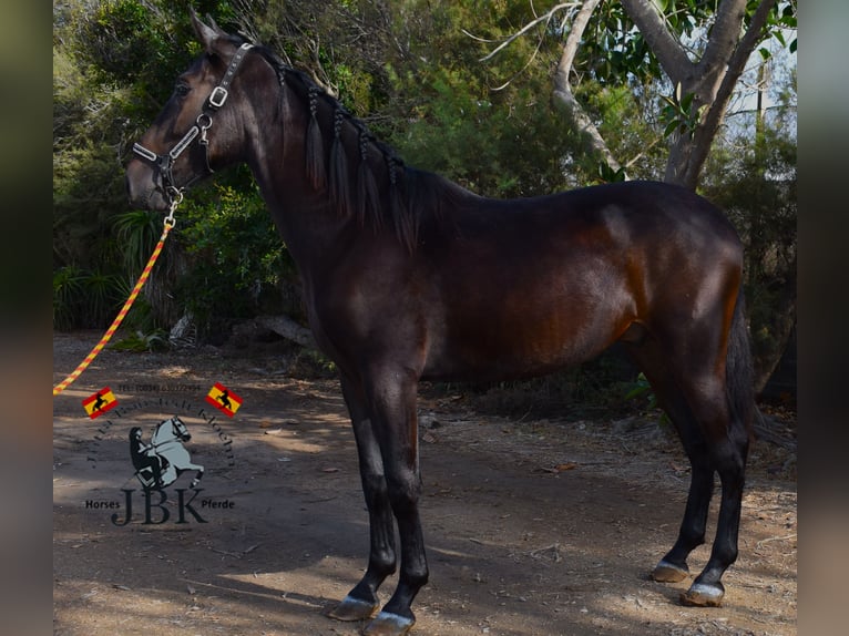 PRE Croisé Étalon 3 Ans 167 cm Noir in Tabernas Almeria