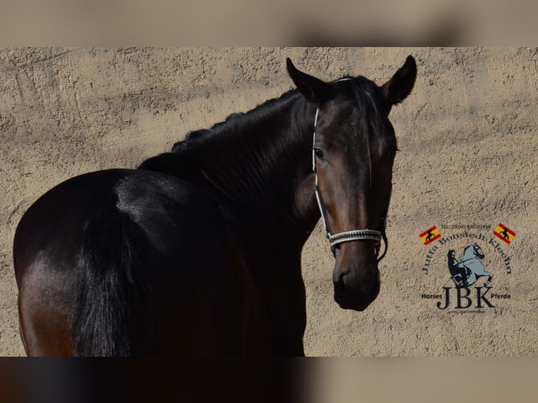 PRE Croisé Étalon 3 Ans 167 cm Noir in Tabernas Almeria