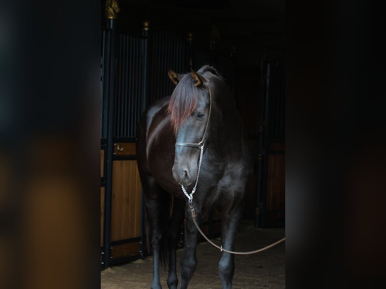 PRE Étalon 3 Ans 167 cm Noir in Santok