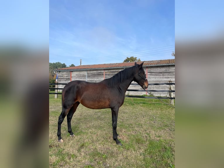 PRE Croisé Étalon 3 Ans 168 cm Bai brun in Oizé