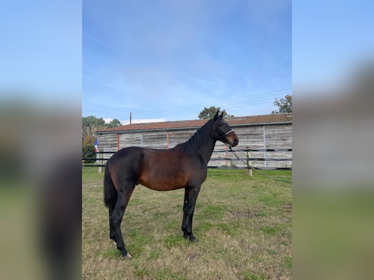 PRE Croisé Étalon 3 Ans 168 cm Bai brun in Oizé