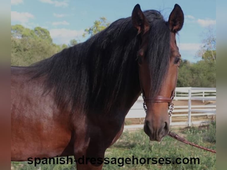 PRE Croisé Étalon 3 Ans 168 cm Bai brun in Barcelona