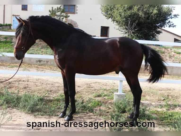 PRE Croisé Étalon 3 Ans 168 cm Bai brun in Barcelona